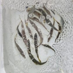 のませ釣りでハマチ