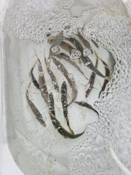 のませ釣りでハマチ