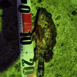 今シーズン初のサゴシ