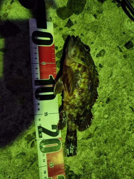 今シーズン初のサゴシ