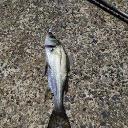 アジングがセイゴ釣りに