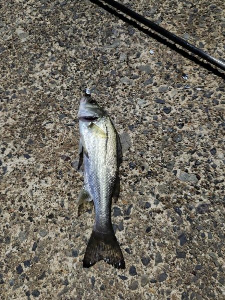 アジングがセイゴ釣りに