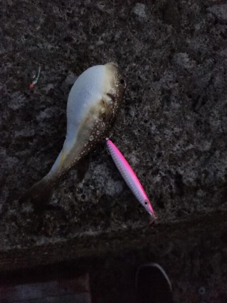 久しぶりのアジ