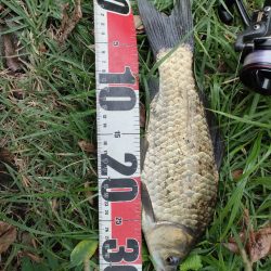 初めてのマブナ