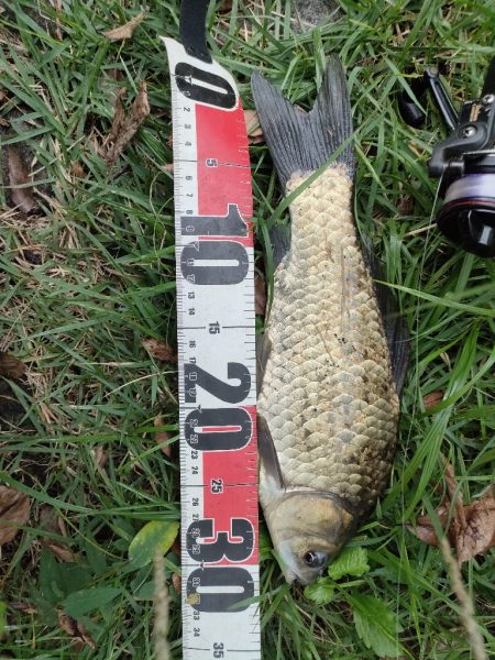 初めてのマブナ