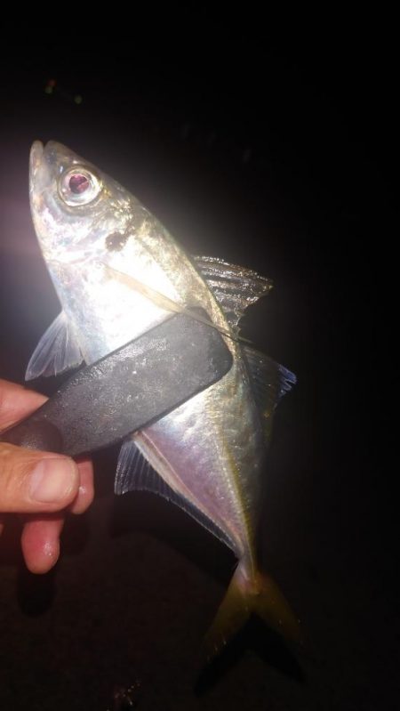 電気ウキ釣り 15