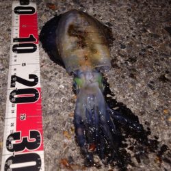 電気ウキ釣り 16