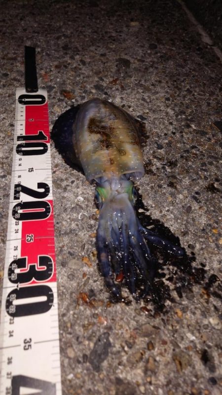 電気ウキ釣り 16