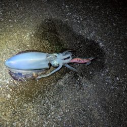 ナイトエギング