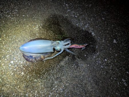 ナイトエギング