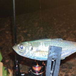 引き続きアジ調査