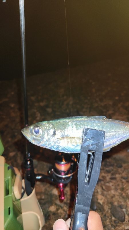 引き続きアジ調査