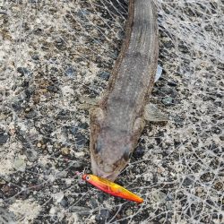 色々狙ってみました！