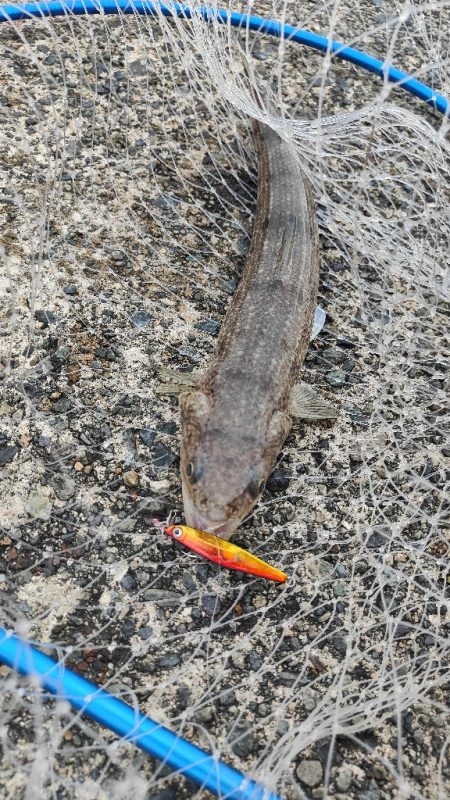 色々狙ってみました！