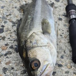アオリが食べたくて、、、