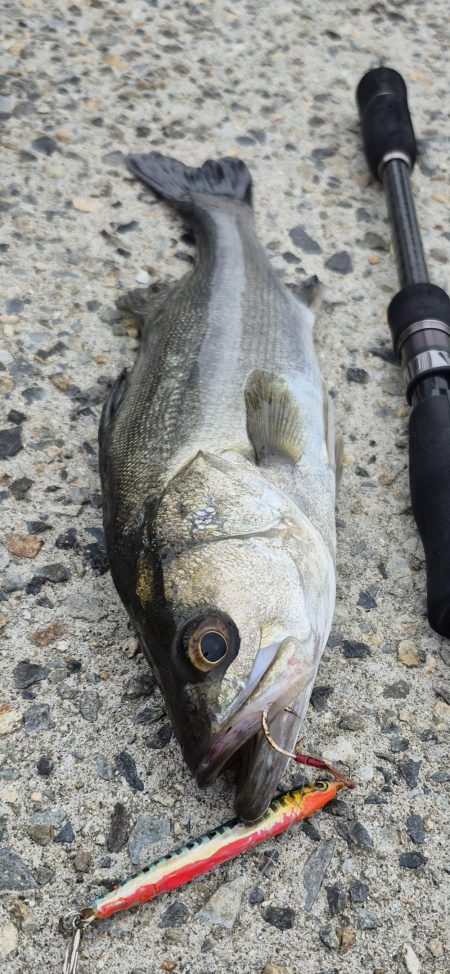 アオリが食べたくて、、、