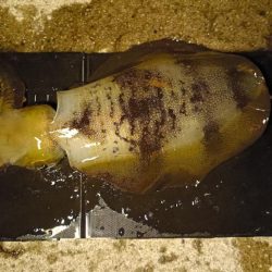 アジング、エギング