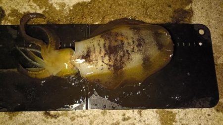 アジング、エギング