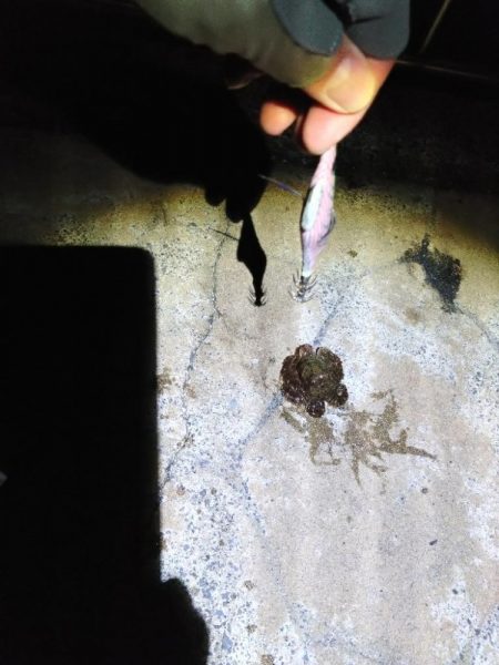 鳥取 チョコっと釣行