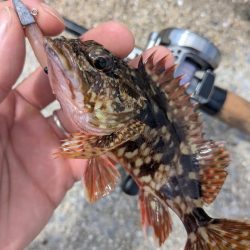 チヌトップ→ガシラマンション開拓