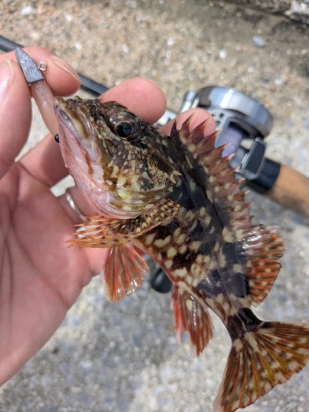 チヌトップ→ガシラマンション開拓