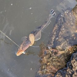ハゼとハゼの親玉広島ハゼゲー