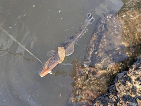 ハゼとハゼの親玉広島ハゼゲー
