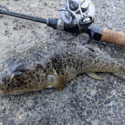 広島ライトソルト祭り8目ゲット