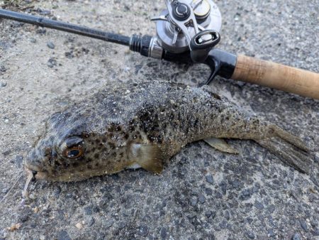 広島ライトソルト祭り8目ゲット