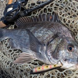 秋の広島チヌトップ
