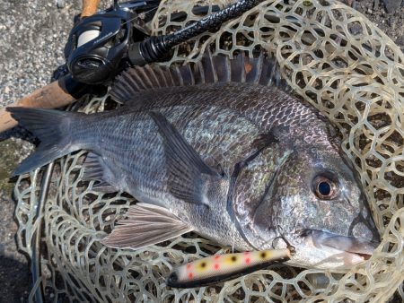 秋の広島チヌトップ
