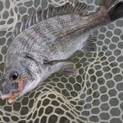 九州遠征ー伊万里チニング