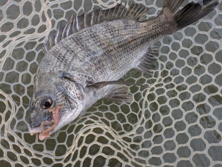 九州遠征ー伊万里チニング