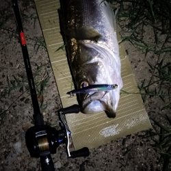 秋のシーバス調査