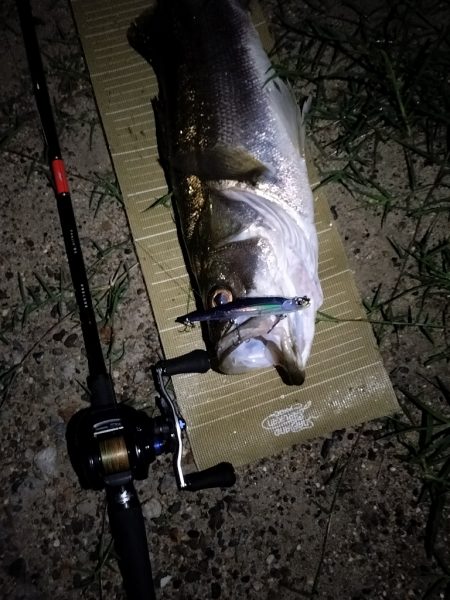 秋のシーバス調査