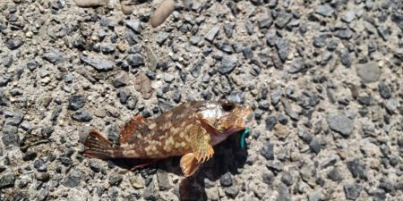 アジ探し@中紀~南紀