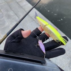 しごおわシーバス