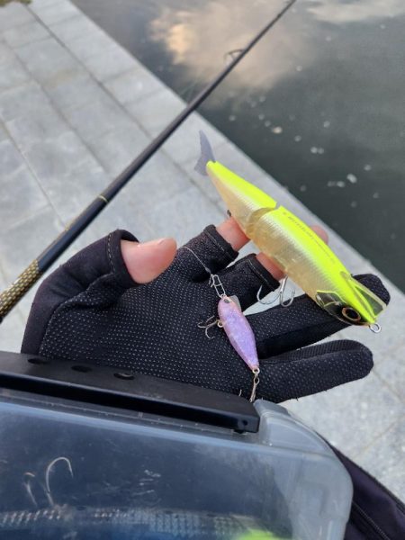 しごおわシーバス