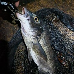 仕事終わりにサクッとチニング