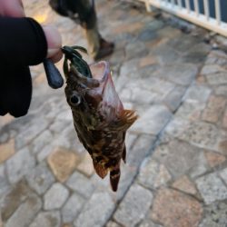 広島市内海エリアボトムゲーム