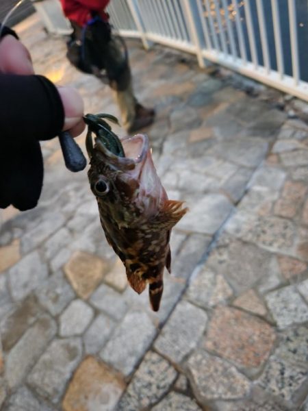 広島市内海エリアボトムゲーム