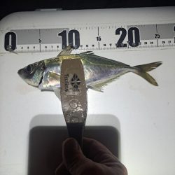 カゴ釣りでまさかの…