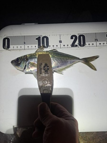 カゴ釣りでまさかの…