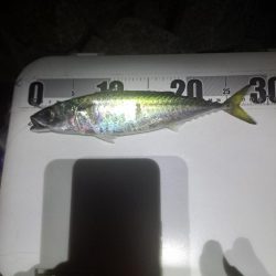 サバ多めのカゴ釣り