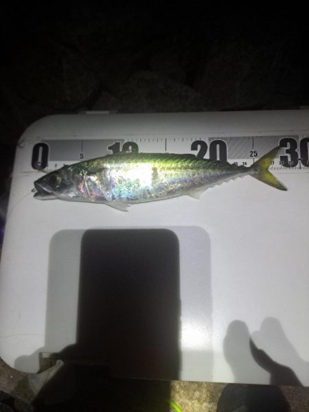 サバ多めのカゴ釣り