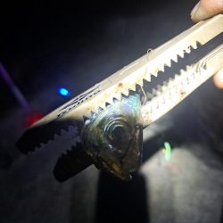 いつもと違う魚影