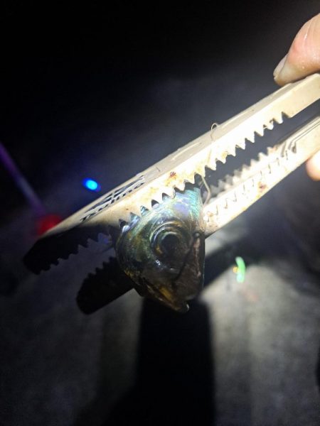 いつもと違う魚影