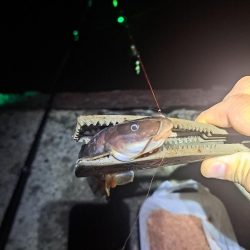 太刀魚不在でサビキ釣り