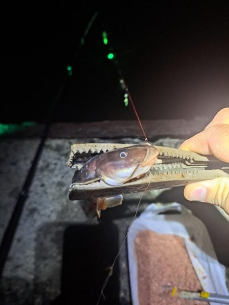 太刀魚不在でサビキ釣り