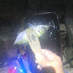 雨でも魚影濃いカゴ釣り